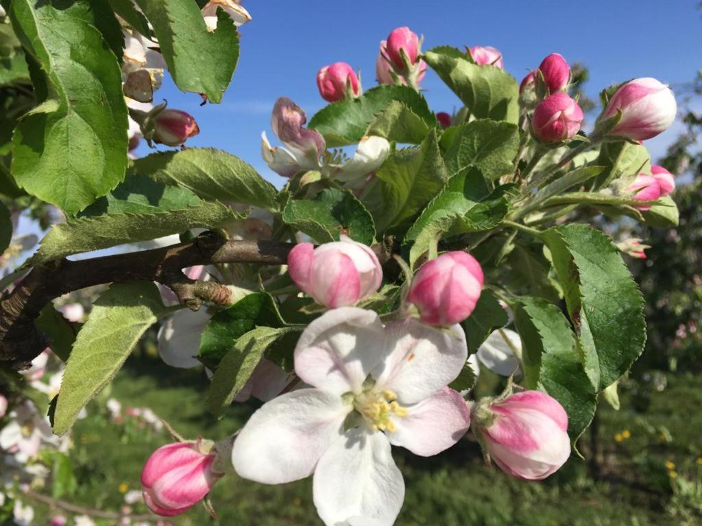 Fewo Blankenese Im Haus Luehegarten Grünendeich Екстериор снимка